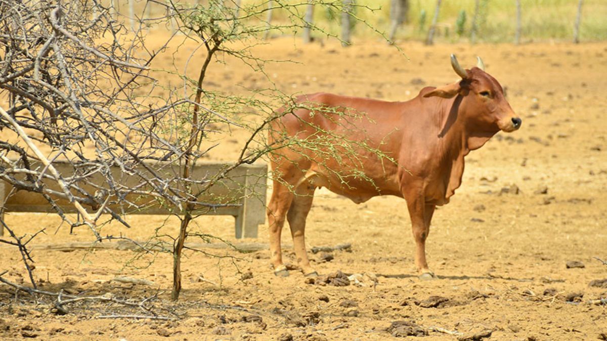Gado resistente ao calor do Semiárido recebe certificação por pureza genética