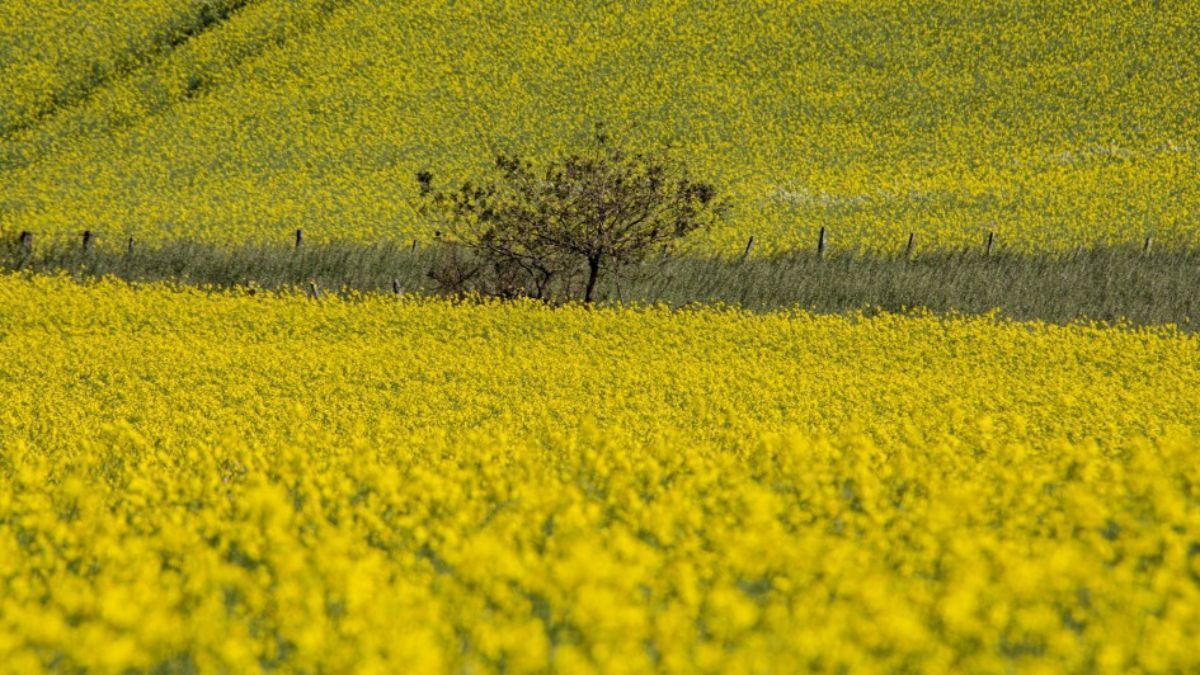 Canola dobra área cultivada e lidera expansão da safra de inverno no RS