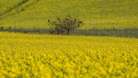 Plantação de canola