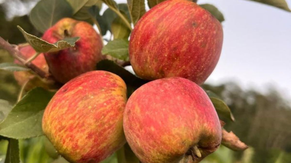 Área plantada com maçãs no Sul de Minas deve crescer mais de 40% este ano