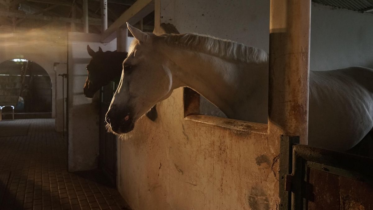 Ração que já matou 122 cavalos no Brasil é suspensa pelo Mapa