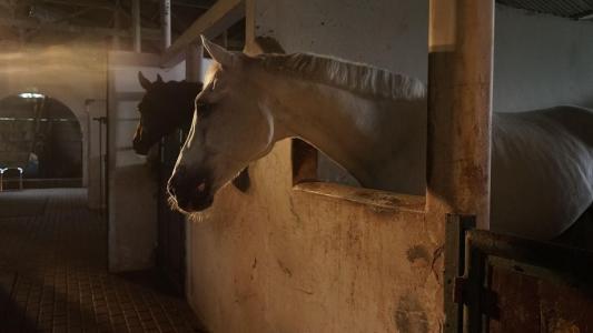 Cavalo em estábulo