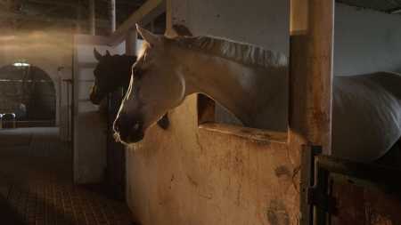 Cavalo em estábulo