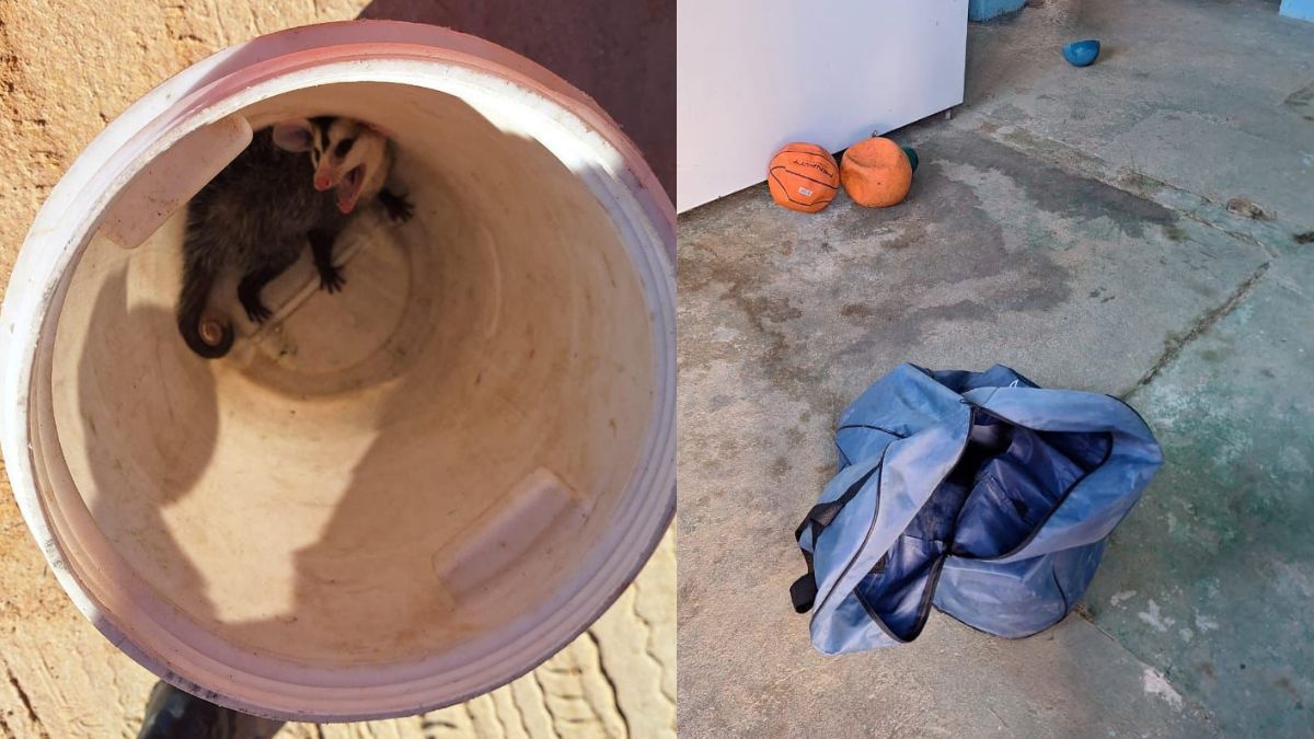 Gambá 'invade' escola e se abriga em saco de bolas no interior de Minas