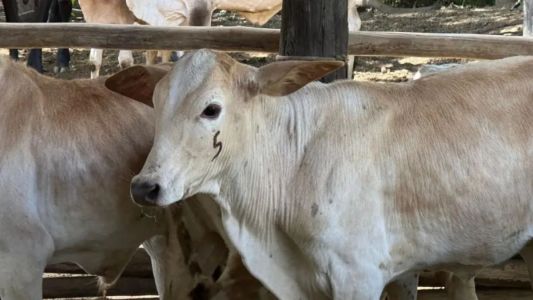 Vacas