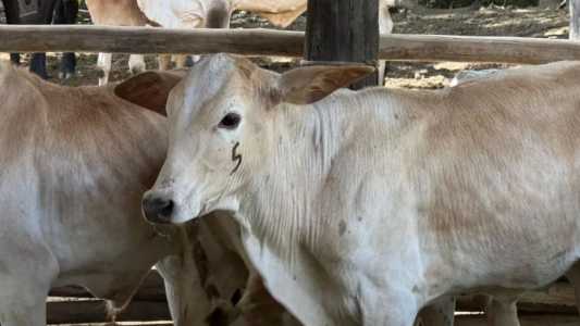 Vacas
