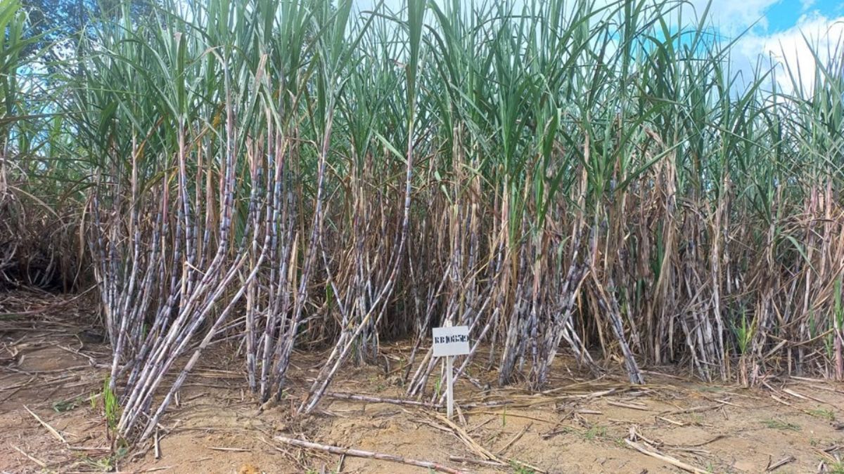 Cana-de-açúcar para bovinos? Incaper e UFRRJ implantam unidade demosntrativa