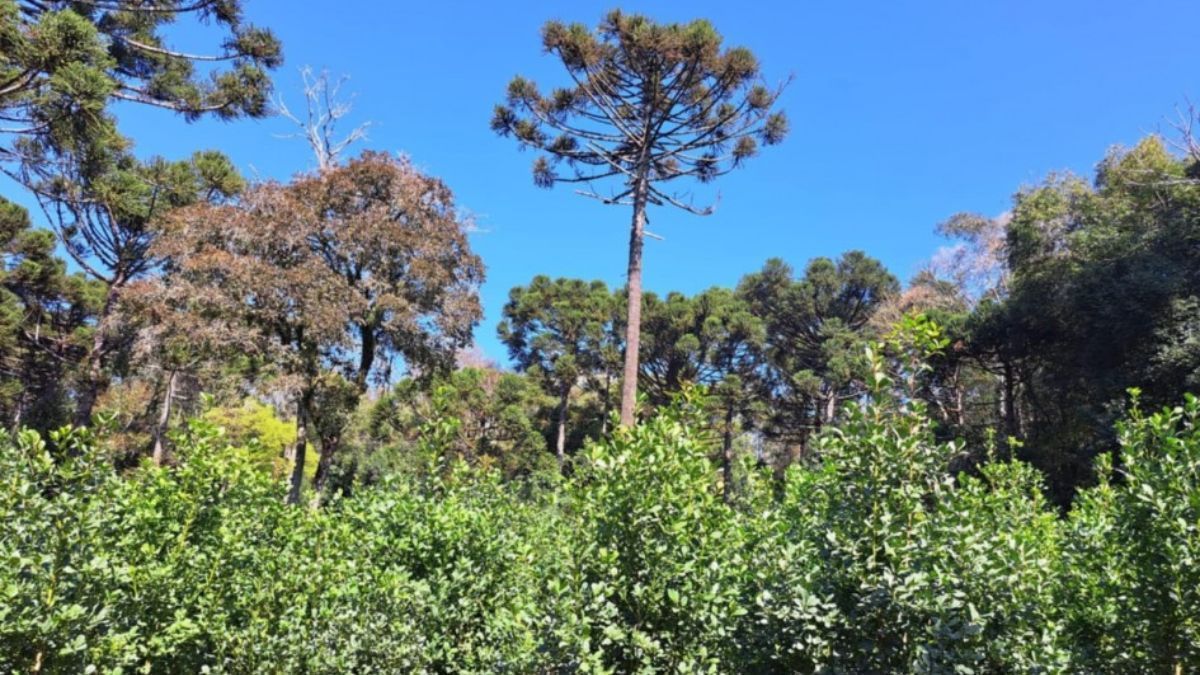 Primeira erva-mate com Indicação Geográfica do RS é produzida com o método barbaquá