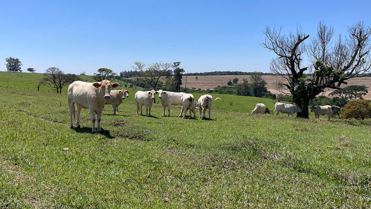 Estudo revela caminhos para aumentar a produtividade da pecuária sem abrir novas áreas