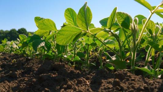 Plantações