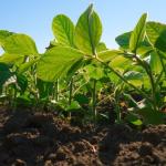Mapa divulga regras do projeto-piloto para o Zoneamento Agrícola de Risco Climático