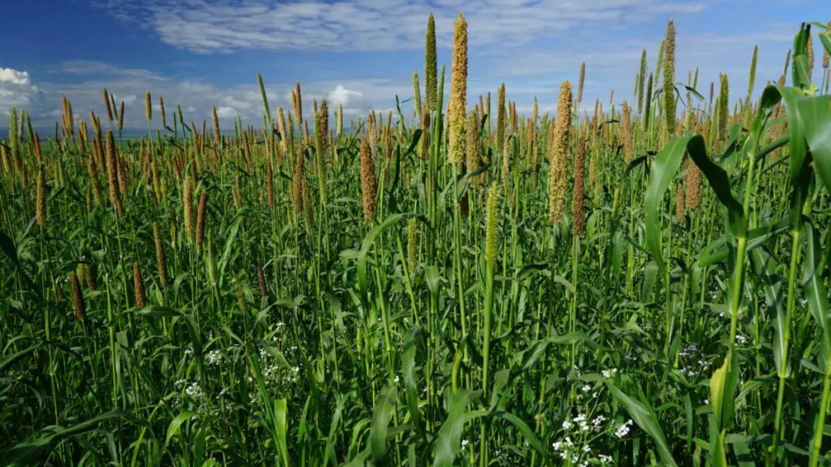 Indicadores de Sustentabilidade em Agroecossistemas (ISA) proporcionam maior autonomia ao produtor