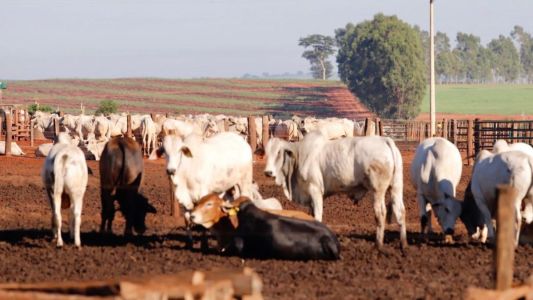 Gados em curral