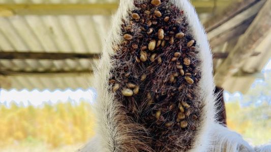 Orelha de cavalo branco com vários carrapatos