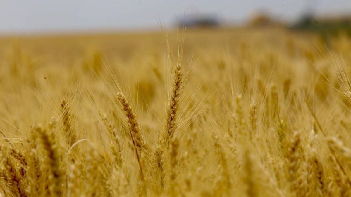 Lavouras do Paraná mantêm ritmo produtivo positivo apesar das geadas