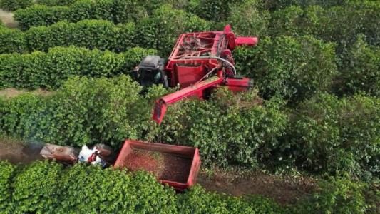 Colheitadeira em plantio de café