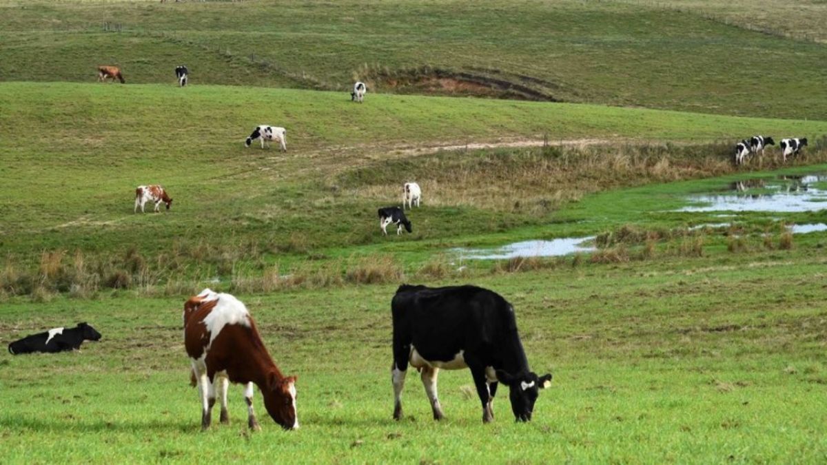Produção de leite no outono no Rio Grande do Sul é impactada por estresse térmico