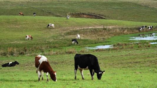 Vacas em pasto