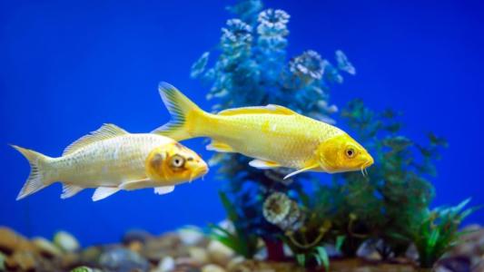 Peixes em aquário
