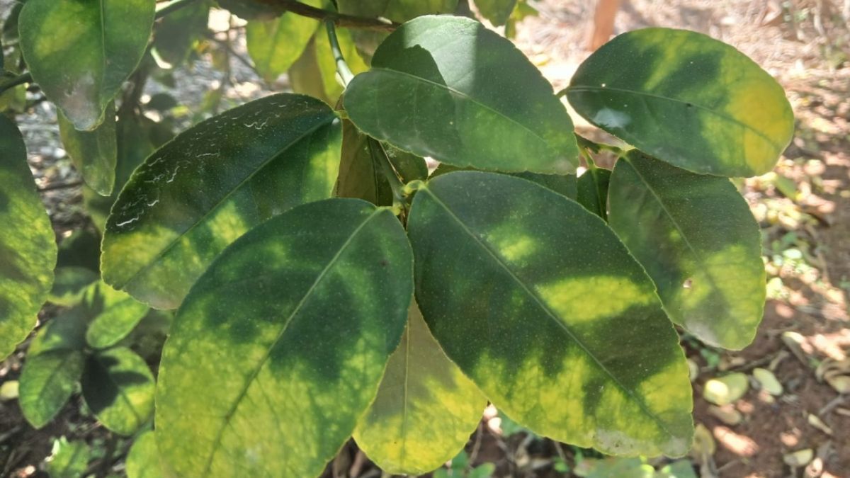 Produtores mineiros devem enviar relatório do greening até dia 15 de julho