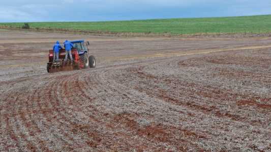 Plantação do trigo