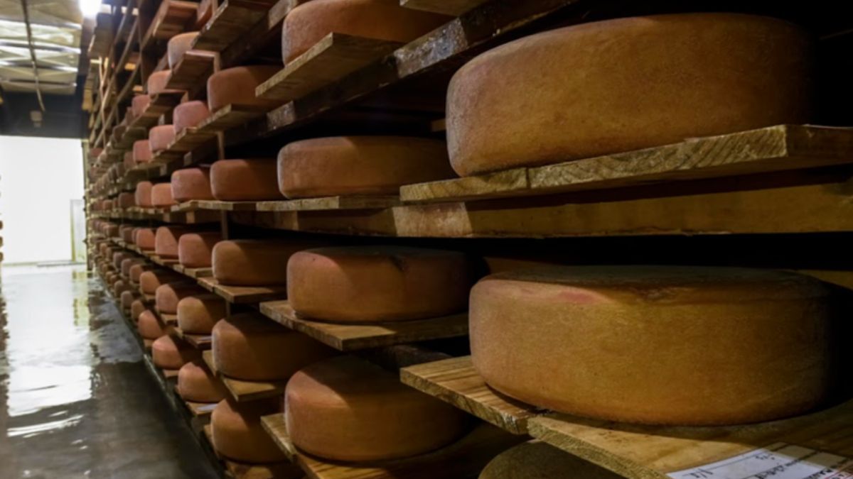 Queijo paulista premiado é exportado para os Estados Unidos