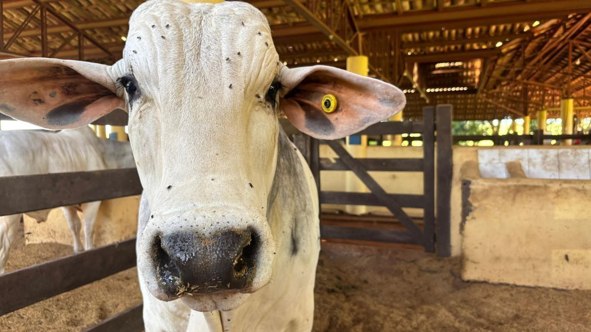 Bovinocultura avança no Paraná, mas geadas afetam produção agrícola