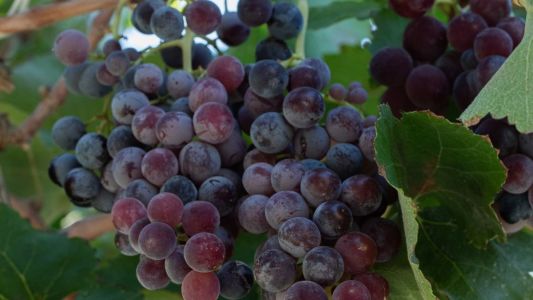 Videira com uvas maduras