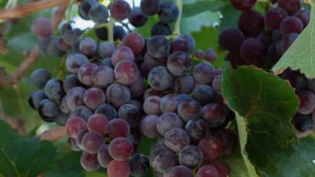 Videira com uvas maduras