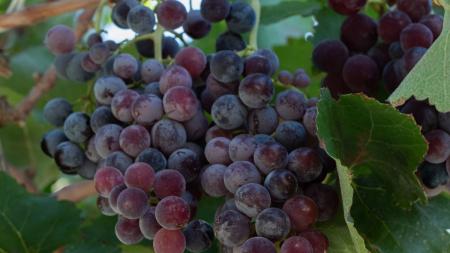 Videira com uvas maduras