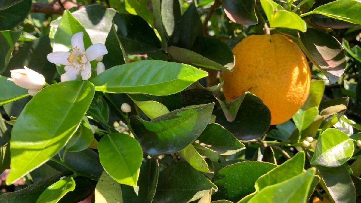 Laranjais ajudam a retirar carbono da atmosfera no cinturão citrícola do Brasil