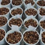 Concurso de Cafés de Qualidade da Região de Viçosa está com inscrições abertas