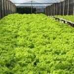 Produção de hortaliças com hidroponia complementa a renda de produtores do Norte de Minas
