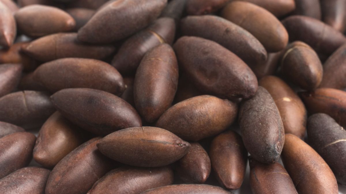 Abertura de mercado: castanhas de Baru podem ser comercializadas na União Europeia 