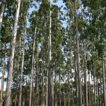 Eucalipto tolerante à geada gera lucro milionário ao ano no Sul do Brasil