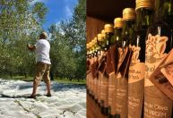 'Explosão de sabores': o segredo do azeite brasileiro premiado mundialmente