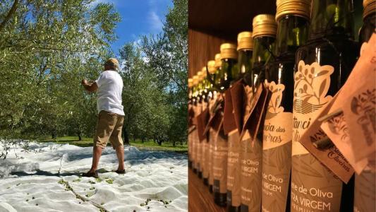 Colheita de azeitonas na Estância das Oliveiras e garrafas de azeite
