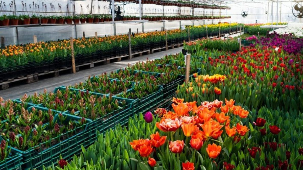 Produção de flores é garantida por estufas durante temporada de frio em SP