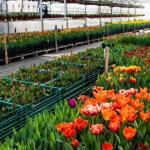 Produção de flores é garantida por estufas durante temporada de frio em SP