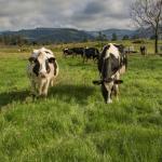 Forrageiras de inverno se recuperam após chuvas intensas no Rio Grande do Sul