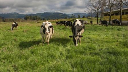 Vacas no pasto