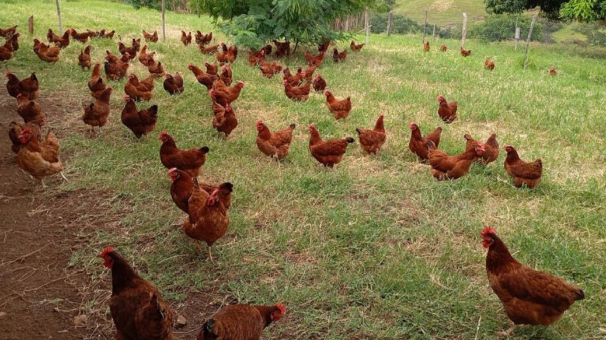 Primeira agroindústria de ovos orgânicos do Paraná é inaugurada em Jardim Alegre
