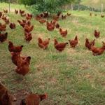 Primeira agroindústria de ovos orgânicos do Paraná é inaugurada em Jardim Alegre