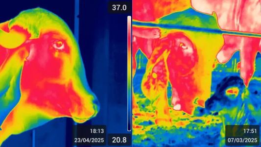 Imagens de gados em câmera termográfica