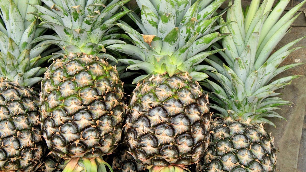Colheita estratégica: tecnologia garante abacaxi na melhor época para venda no ES