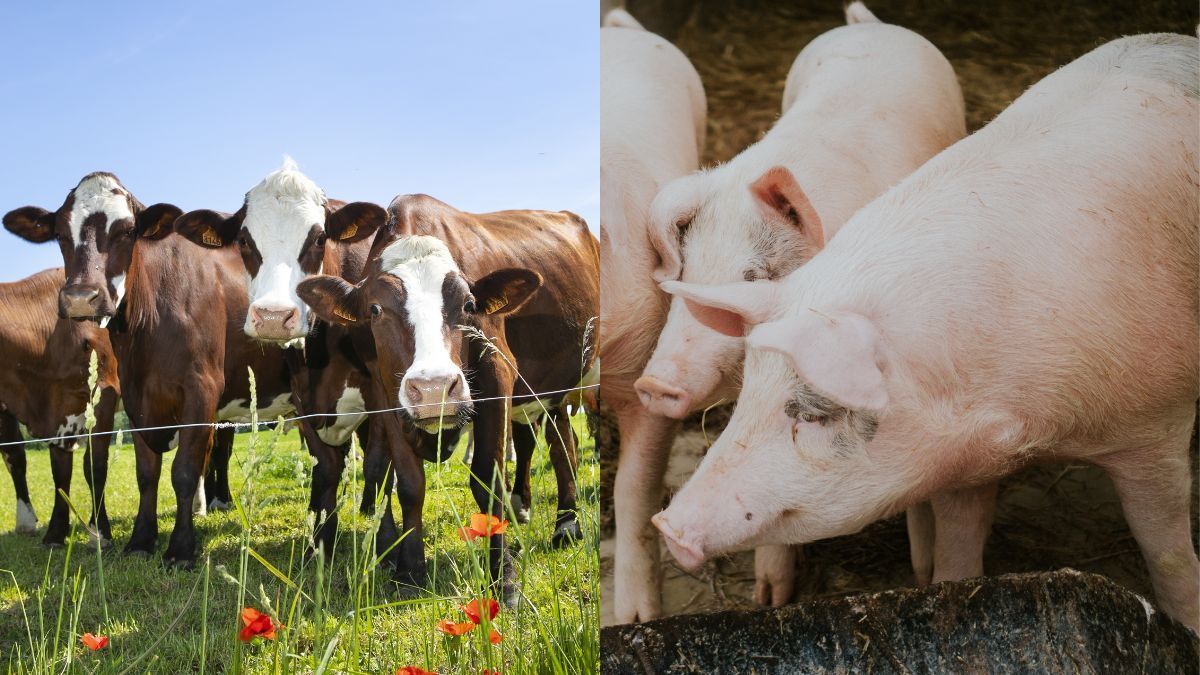 Paraná na mesa dos chilenos: carnes bovina e suína são liberadas para exportação