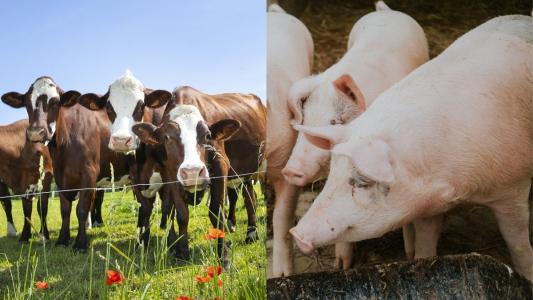 Vacas em pasto e porcos
