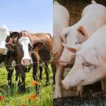 Paraná na mesa dos chilenos: carnes bovina e suína são liberadas para exportação