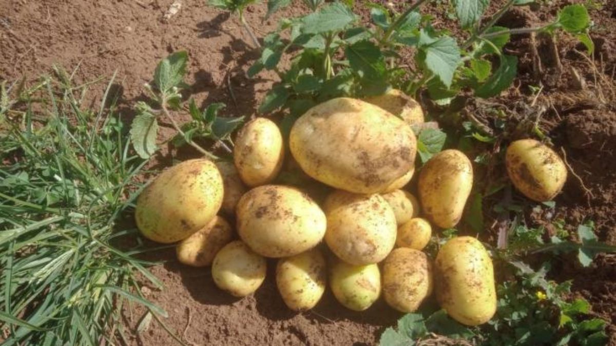 Dia de campo promove a produção de batata-inglesa entre agricultores familiares em Santos Dumont