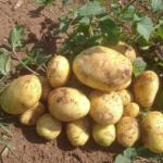 Dia de campo promove a produção de batata-inglesa entre agricultores familiares em Santos Dumont